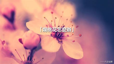 遠離爛桃花的方法|爛桃花糾纏怎麼辦？爛桃花化解方法 – 六壬仙閣